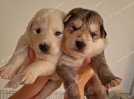Gerberian Shepsky pups