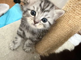 Ragdoll