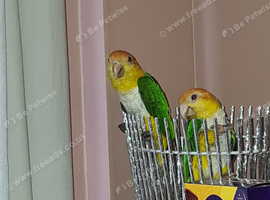 One male and one female Caiques.