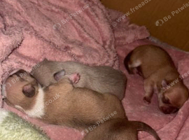 Beautiful Chihuahua Puppies - 2 Boys & 2 Girls