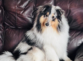 Amazing blue Merle Shetland sheepdog stud