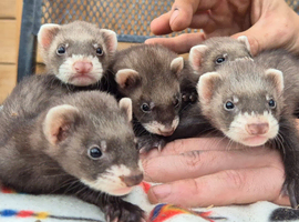 Micro eu polecats 8 weeks old