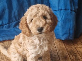 Beautiful apricot Cockapoo girl, very friendly and looking for her loving home