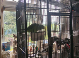 Female ringneck neck and cage