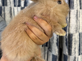 Last Female Lion Head Available