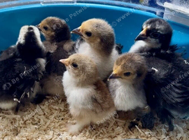 Pekin bantam frizzle chicks