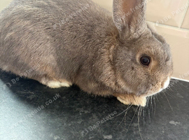 Mini lop/New Zealand Bunny
