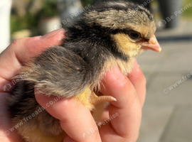 Cream Legbar chicks