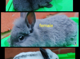 Lionhead babies