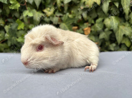 Gorgeous Cali x crested sow