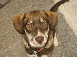 Male cocker spaniel cross husky