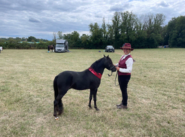 5yr old Amhr / Aspc stallion
