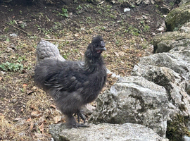 Silkie cockerel