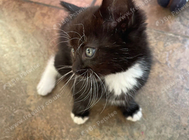 Kitten for sale