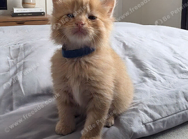 Beautiful ginger boy