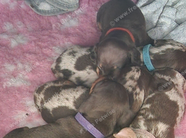 X2 Miniture chocolate daschund girls looking for their forever home