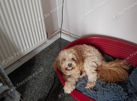 3yr old cavapoochon