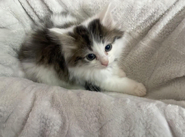 MIxed Breed Kittens