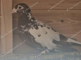 Muleman racer hen