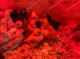 Pekin bantam chicks
