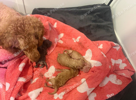 5 toy poodle puppy&rsquo;s 3 boys 2 girls