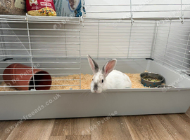 Californians rabbit for sale hull