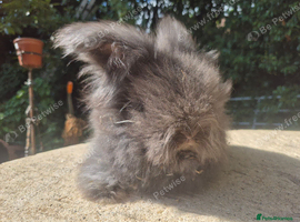 Full face angora buck