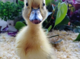 Gorgeous Variety of Sexed Ducklings