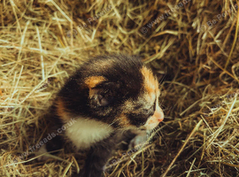 kittens
