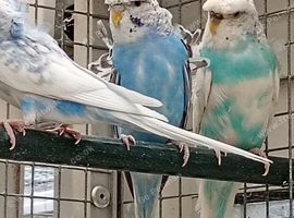 Helicopter budgies for sale