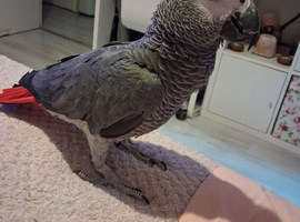 3 year old African grey parrot
