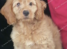 Female cockapoo for sale