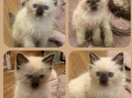 Ragdoll kittens
