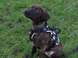 Staff cross beautiful girl