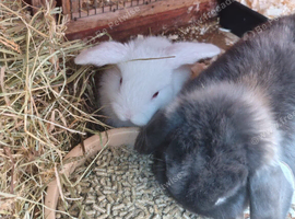 Female and male dwaft lop kits