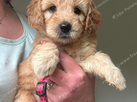 Beautiful goldador puppies