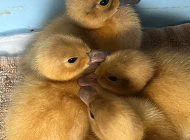 Welsh Harlequin Ducklings hatched 23/5/26