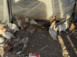 Snowflake bobwhite quail