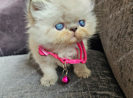 Stunning Pedigree Persian Kittens