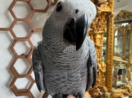 African grey super tame baby