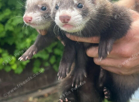 Ferret kits