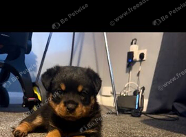 Rottweiler puppy