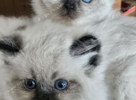 Rag Doll Brothers