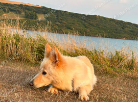 3YR Old German Shepherd Shadow