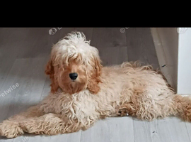 8 month male cockapoo