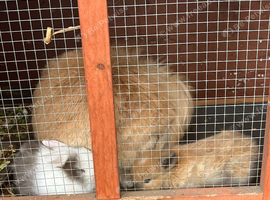 Lionhead/lop baby rabbits