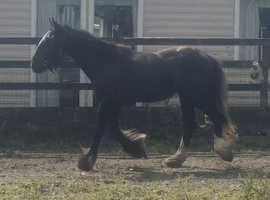 Yearling filly to make 14.2