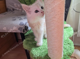 PEDIGREE MAINE COON KITTENS