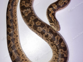 RUSSIAN BROWN SAND BOA