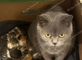 British shorthair kittens